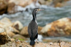 Phalacrocorax punctatus