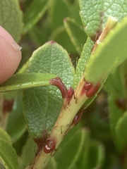 Gaultheria crassa