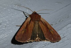 Ichneutica atristriga