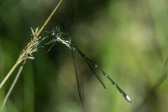 Chlorolestes conspicuus