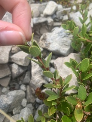 Gaultheria crassa