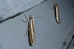 Orocrambus vittellus