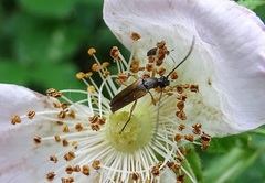 Alosterna tabacicolor