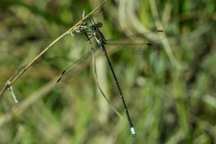 Chlorolestes conspicuus