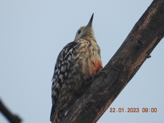 Leiopicus mahrattensis