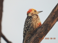 Leiopicus mahrattensis