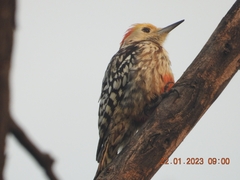 Leiopicus mahrattensis