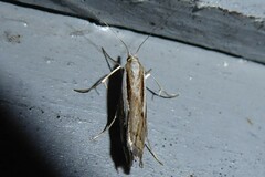 Orocrambus vittellus