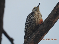 Leiopicus mahrattensis