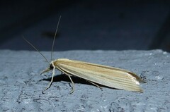 Orocrambus angustipennis