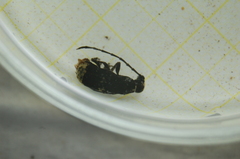 Platystomos albinus