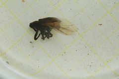 Gasterocercus depressirostris