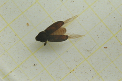 Gasterocercus depressirostris