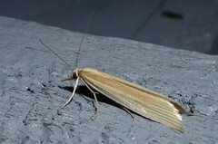 Orocrambus angustipennis