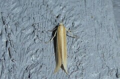 Orocrambus angustipennis