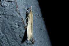 Orocrambus angustipennis