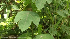 Macaranga bancana