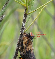 Lygaeus reclivatus
