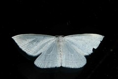 Orthoclydon praefectata