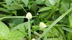 Cyperus sesquiflorus