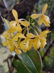 Epidendrum mutelianum