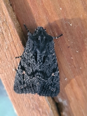 Neumichtis nigerrima