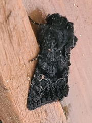 Neumichtis nigerrima