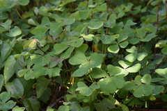 Oxalis tetraphylla