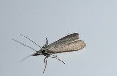 Eudonia leptalaea