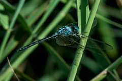 Trithemis stictica