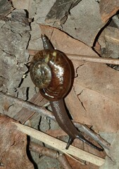 Austrorhytida