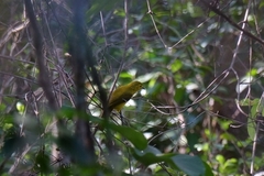 Iole indica