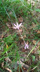 Colchicum autumnale
