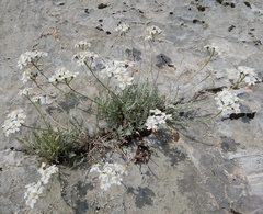 Achillea clavennae