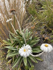 Celmisia spectabilis spectabilis