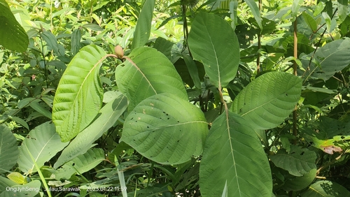 Image of Nauclea orientalis by (c) Ong Jyh Seng, some rights reserved (CC BY-SA)