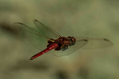Urothemis assignata