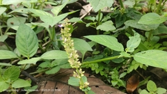 Coleus monostachyus