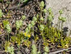 Ceratocephala testiculata