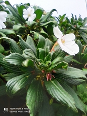 Impatiens