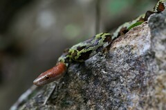 Elaphe moellendorffi