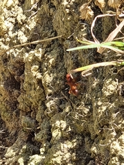 Sphictostethus nitidus