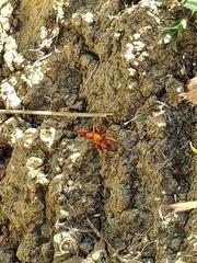 Sphictostethus nitidus