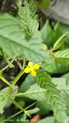 Ludwigia hyssopifolia
