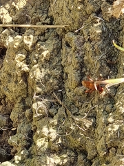 Sphictostethus nitidus