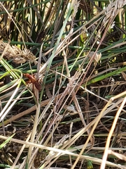 Sphictostethus nitidus