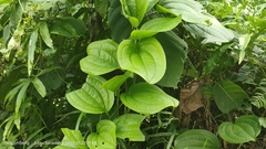 Smilax tamnoides
