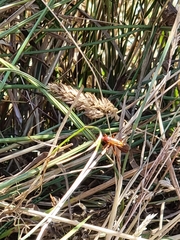 Sphictostethus nitidus
