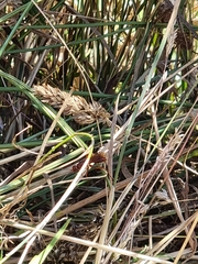 Sphictostethus nitidus