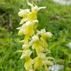 Orchis pallens